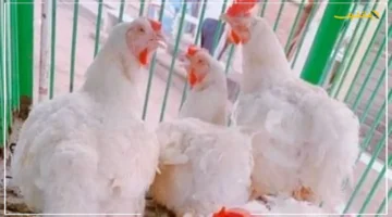 70 جنيهًا للكيلو.. تطور جديد في سعر الدواجن البيضاء اليوم بالأسواق 1